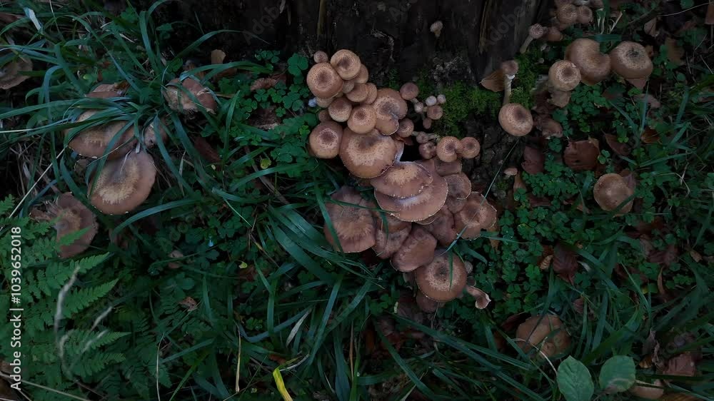 Cluster of brown mushrooms growing amidst lush green foliage on a forest floor, perfect for autumn harvest or forest-themed concepts Cluster of brown mushrooms growing amidst lush green foliage on a forest floor, perfect for autumn harvest or forest-themed concepts