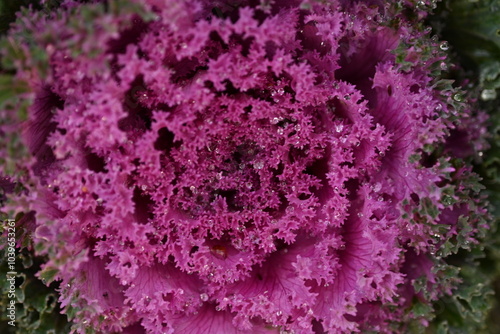 purple texture pink background High quality photo macro photography gradient white green ornamental Brassica oleracea acephala purple cruciferous family decorative carved cabbage leaves, poster photo