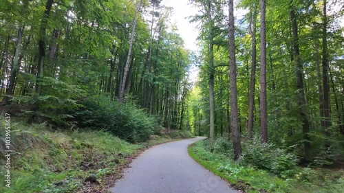 Paved walking path in a green forest surrounded by tall trees and sunlight filtering through the branches.
