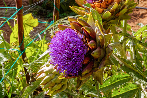 Purple flowering artichoke plant in garden in sunny weather in the Western Cape, South Africa photo