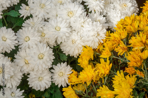 Bright yellow and white flowers arranged beautifully in a garden setting