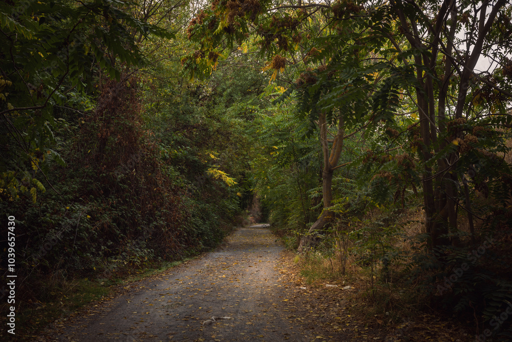 Fototapeta premium path in the woods