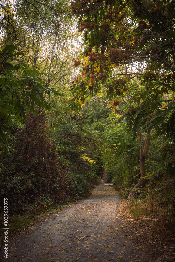 path in the forest path in the forest