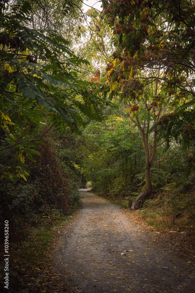 path in the woods path in the woods