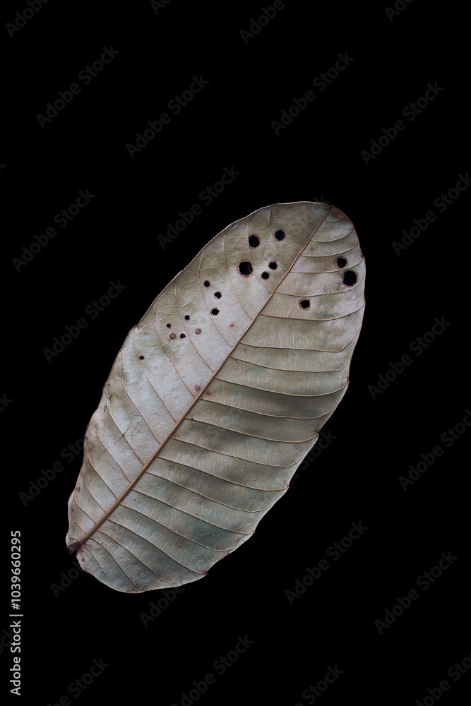 a dry leaf isolated on black background a dry leaf isolated on black background