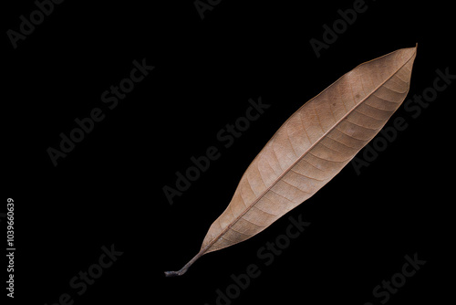 a dry leaf isolated on black background photo