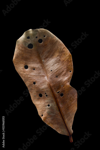 a dry leaf isolated on black background photo