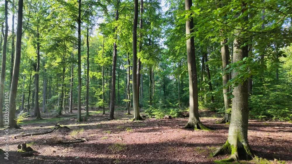 Forest clearing with tall trees and sunlight streaming through, creating bright patches on the forest floor. Forest clearing with tall trees and sunlight streaming through, creating bright patches on the forest floor.