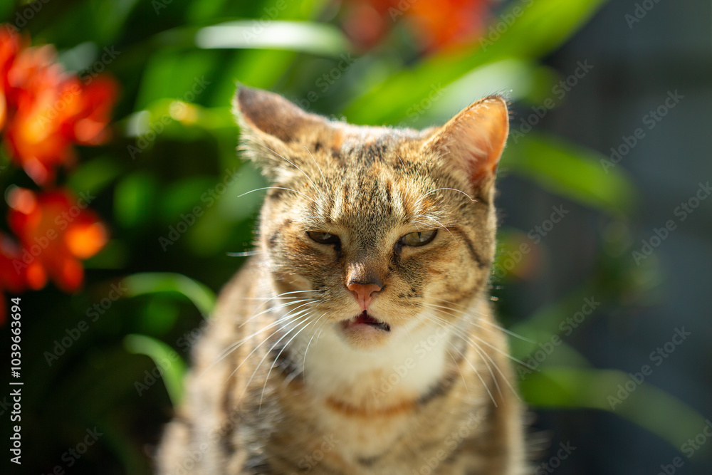 cat in the garden cat in the garden