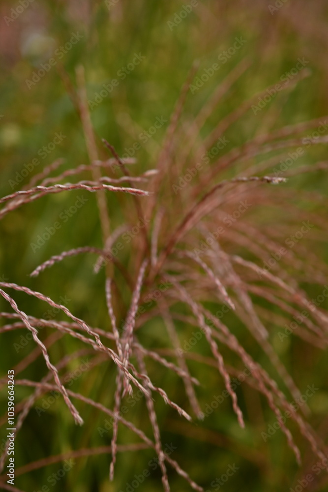 brown texture of spikelets, spikelets flying in the wind, brown grass close-up as a background
brown texture of spikelets, spikelets flying in the wind, brown grass close-up as a background