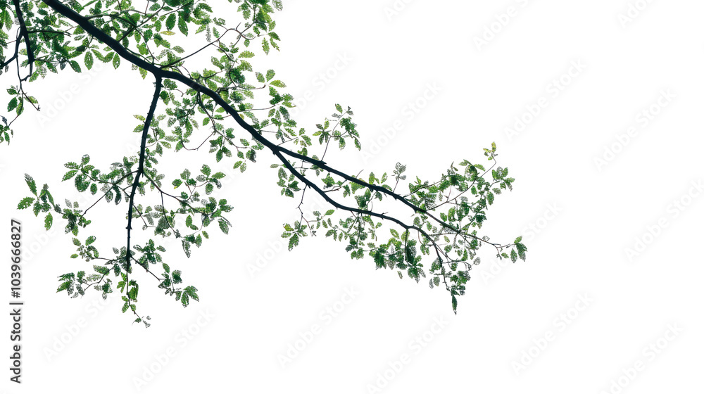 Branch or tree isolated on white background. Branch or tree isolated on white background.