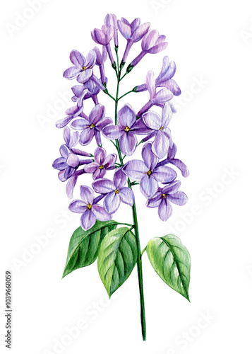 Watercolor lilac flowers branch Illustration. Hand-painted purple spring botanical art on Isolated background. Violet Floral design