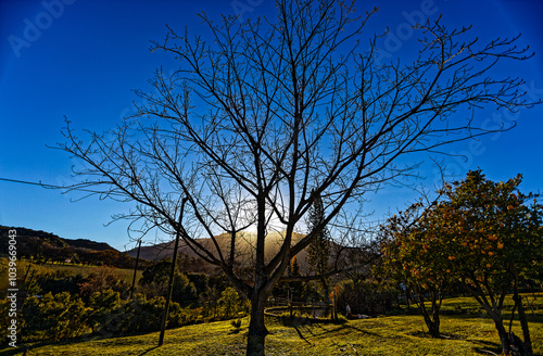 Tree in winter silhouetted at sunrise in a garden on the Bo-Piketberg mountain plateau in the Western Cape, South Africa photo