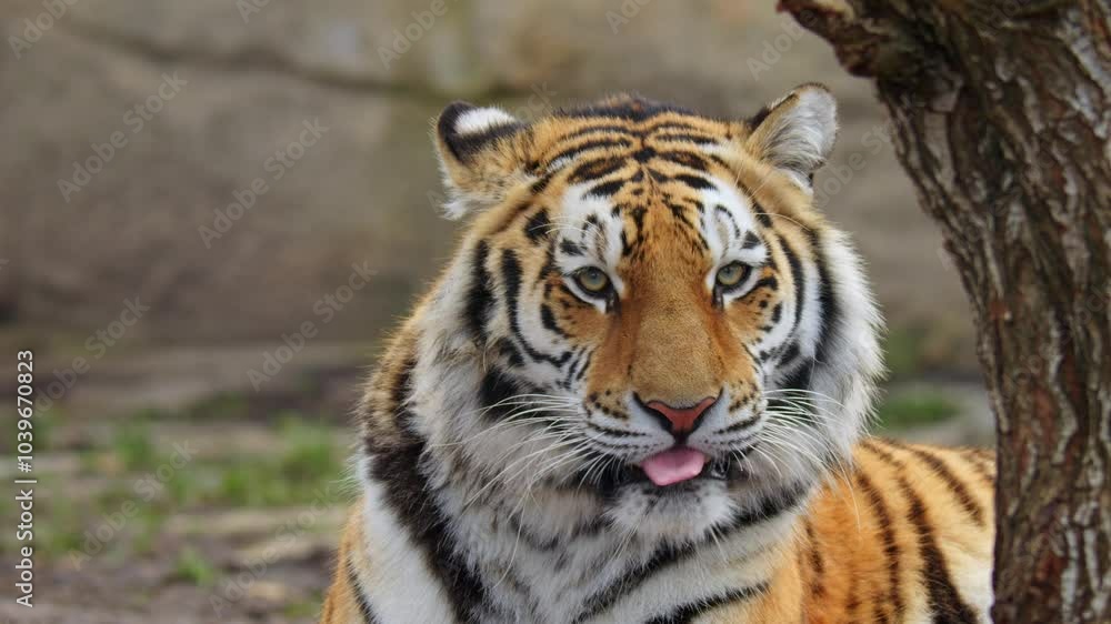 Siberian tiger (Panthera tigris altaica) licking its fur, cleanly big cat tongue Siberian tiger (Panthera tigris altaica) licking its fur, cleanly big cat tongue