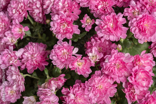 Vibrant pink chrysanthemums flowers blooming in a lush garden during sunny spring days