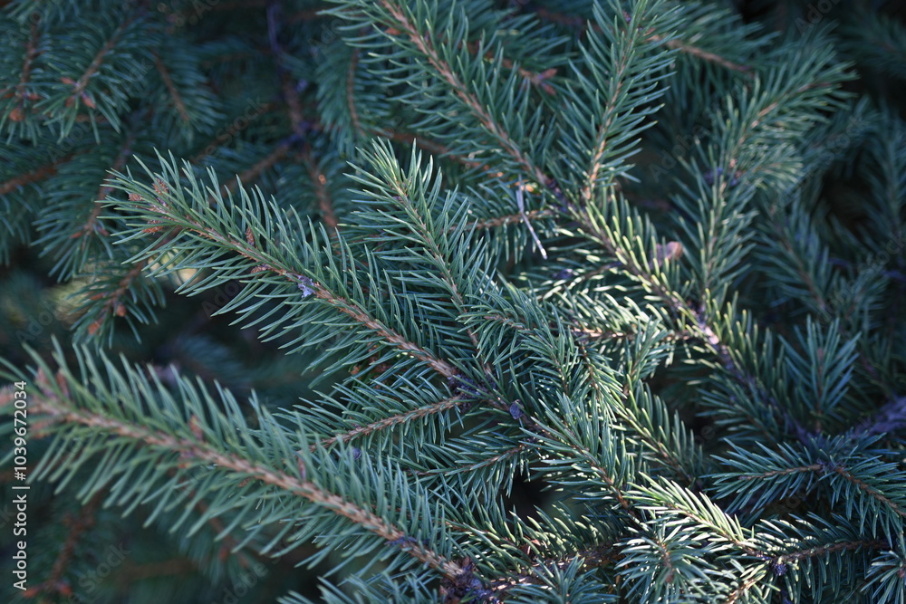 short needles of a coniferous tree close-up on a green background, texture of needles of a Christmas tree close-up, blue pine branches, texture of pine needles, green branches of a pine tree close-up short needles of a coniferous tree close-up on a green background, texture of needles of a Christmas tree close-up, blue pine branches, texture of pine needles, green branches of a pine tree close-up