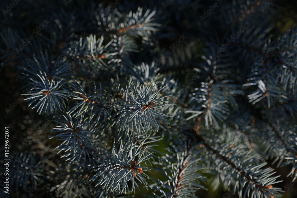 short needles of a coniferous tree close-up on a green background, texture of needles of a Christmas tree close-up, blue pine branches, texture of pine needles, green branches of a pine tree close-up short needles of a coniferous tree close-up on a green background, texture of needles of a Christmas tree close-up, blue pine branches, texture of pine needles, green branches of a pine tree close-up