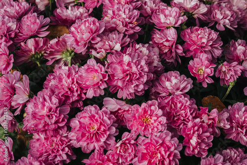 Lush pink flowers blooming in a vibrant garden during late spring season