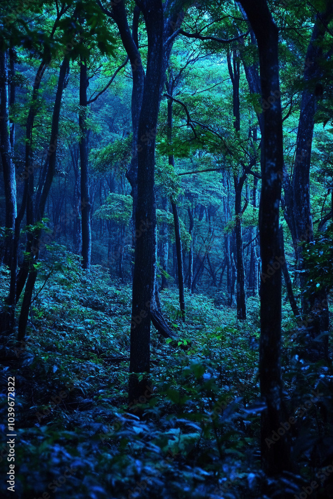 Fototapeta premium morning in the forest