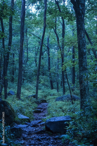 forest in the morning