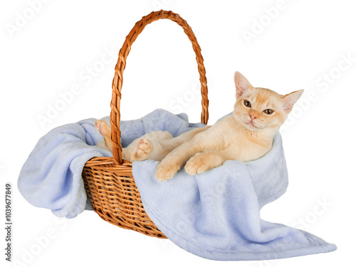 Burmese kitten in a basket with a blue blanket isolated.