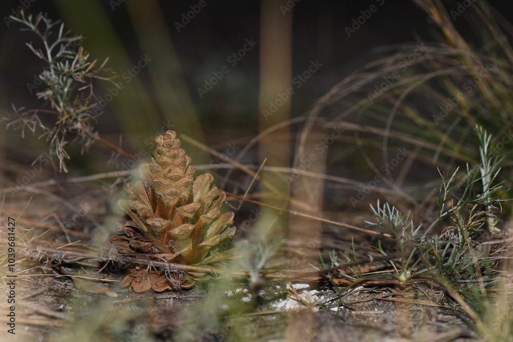Fototapeta premium cones on a branch