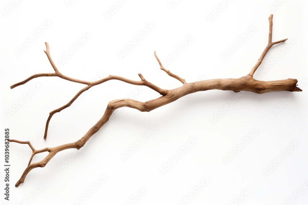 Fototapeta premium Branch antler plant wood.