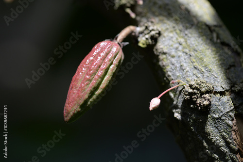 Wallpaper Mural カカオの実 Torontodigital.ca