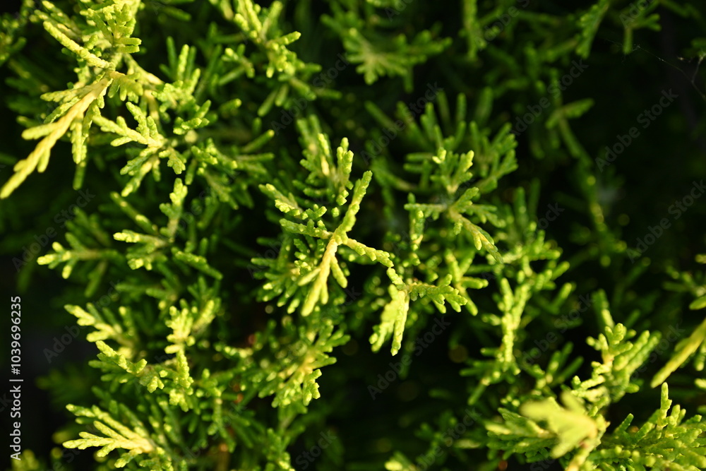 green branches of evergreen thuja close-up as a background green branches of evergreen thuja close-up as a background