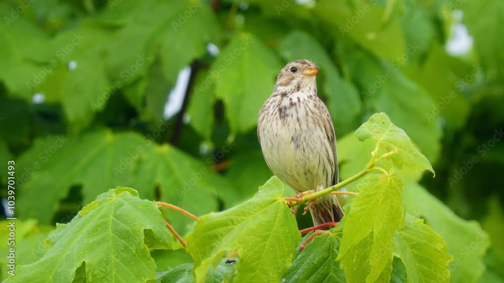Corn bunting (Emberiza calandra) singing, bird song in meadow Corn bunting (Emberiza calandra) singing, bird song in meadow