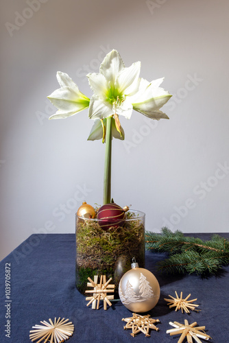 Blühender weißer Ritterstern (Amaryllis) in einem Glasgefäss gefüllt mit Moos auf dem Tisch mit blauen Tischdecke. Weihnachtsdekoration mit Strohsternen und Christbaumkugeln. 