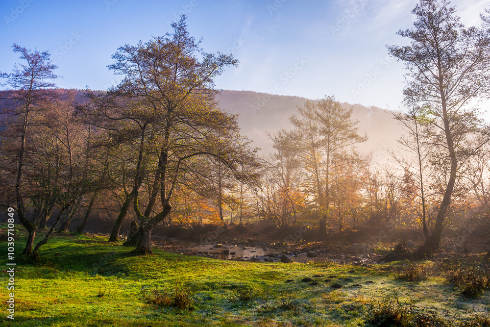 trees in morning mist. grassy meadow in the valley. scenery with forested hills of distant mountains in morning light. countryside landscape of transcarpathia, ukraine in autumn trees in morning mist. grassy meadow in the valley. scenery with forested hills of distant mountains in morning light. countryside landscape of transcarpathia, ukraine in autumn