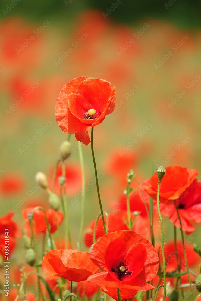 Obraz premium Klatschmohn