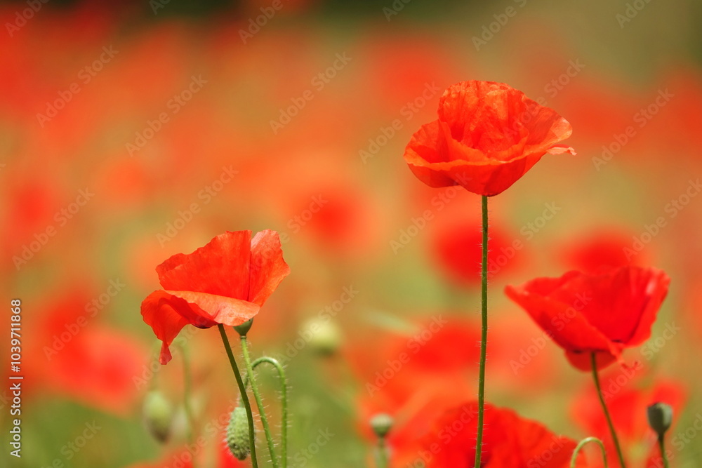 Klatschmohn Klatschmohn