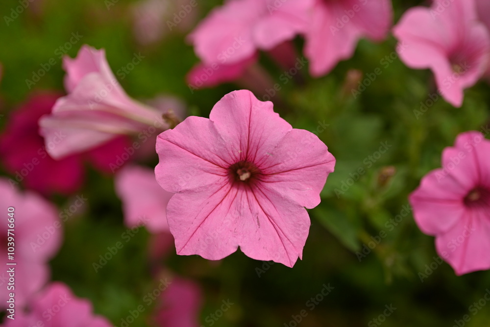 Obraz premium pink petunia flowers close-up as a background, macro soft pink background from flowers petunia