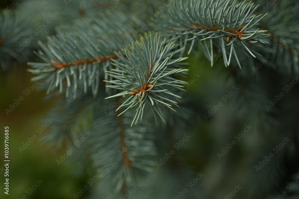 green branches of a Christmas tree close-up, short needles of a coniferous tree close-up on a green background, texture of needles of a Christmas tree close-up, blue pine branches