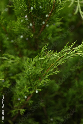 background green juniper branches texture ripe blue berries close-up gradient turquoise color fragrant spice in nature 