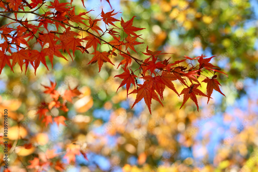 美く色づいた紅葉 秋の風景 色鮮やかな紅葉 美く色づいた紅葉 秋の風景 色鮮やかな紅葉