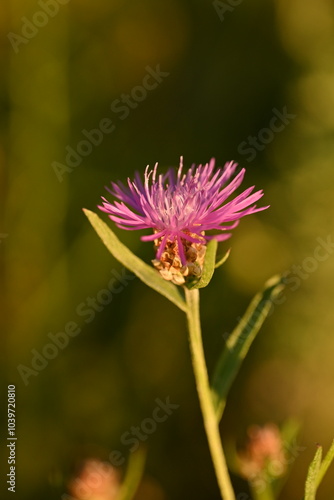head of a milk thistle flower. pink thistle flower close up 