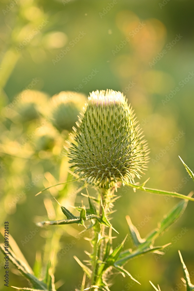 pink head of a milk thistle flower, pink thistle flower close up pink head of a milk thistle flower, pink thistle flower close up