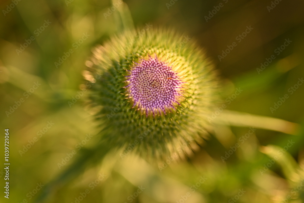 pink head of a milk thistle flower, pink thistle flower close up pink head of a milk thistle flower, pink thistle flower close up