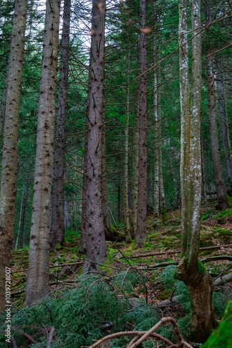 Dense forest with tall trees and rich green foliage, capturing the essence of nature's tranquility.