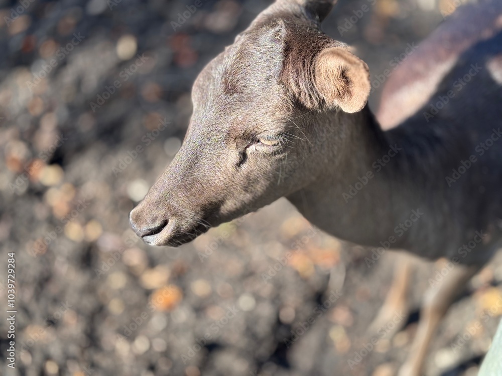 This close-up photograph features a young roe deer with a stunning chocolate-dim shade. The details of its fur and expressive eyes highlight its delicate beauty, perfect for nature enthusiasts. This close-up photograph features a young roe deer with a stunning chocolate-dim shade. The details of its fur and expressive eyes highlight its delicate beauty, perfect for nature enthusiasts.
