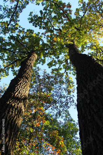 autumn in the forest, a hole with yellow and green leaves on the background of the blue sky