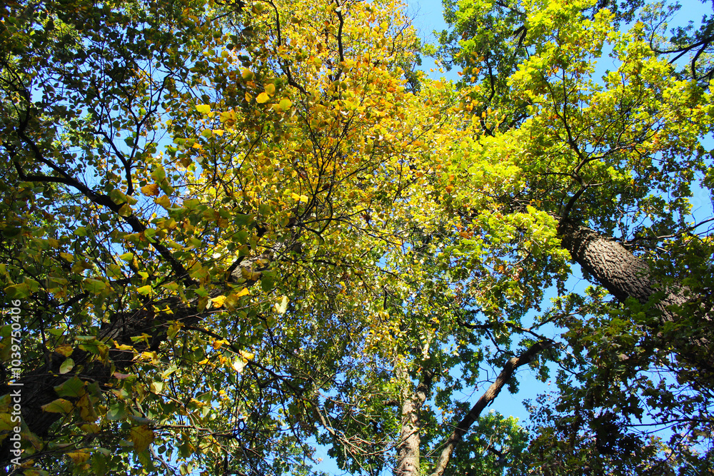 Obraz premium autumn in the forest, a hole with yellow and green leaves on the background of the blue sky