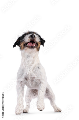 Cute young Jack Russel dog puppy, standing facing front. Mouth open shwoing teeth and looking looking above and away from camera. isolated on a white background. photo