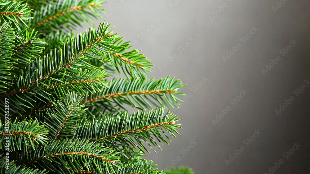 Fir tree branch, empty wall, holiday design Fir tree branch, empty wall, holiday design