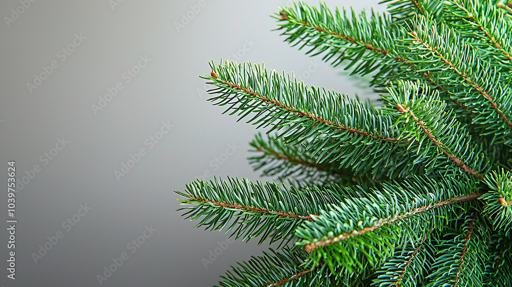 Fresh fir branch, simple background, copy space Fresh fir branch, simple background, copy space