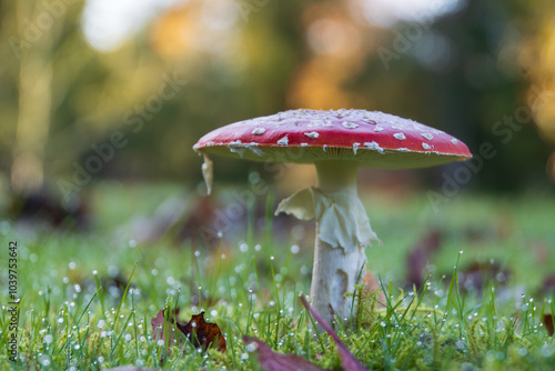 Fototapeta Naklejka Na Ścianę i Meble -  mushroom in the forest