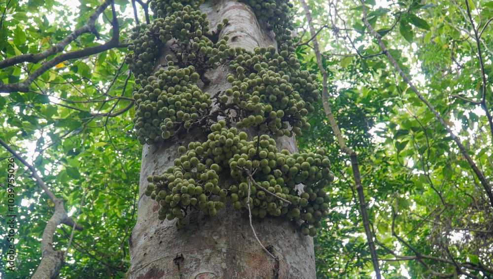 Fototapeta premium Ficus racemosa fruit is not yet ripe